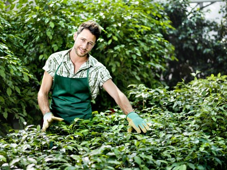 Seasonal lawn care in Peckham